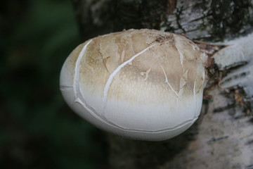 funghi2015