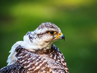 Portrait of the falcon