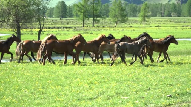 Wild horses run on a green pasture. Horse-breeding place.