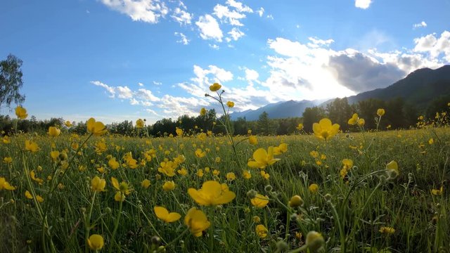 Yellow wildflowers on the meadow. Rural landscape
