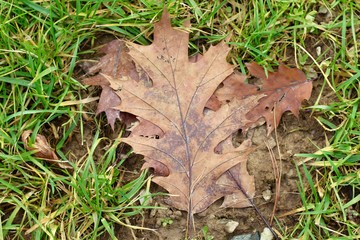 A autumn oak leaf in the green grass on a close up view.