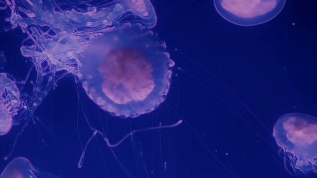 Red glowing jellyfish moving in the dark blue water.