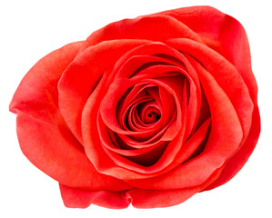 Isolated flower. Red rose flower isolated on white background with clipping path
