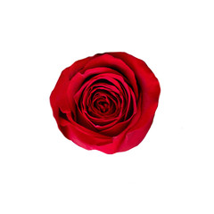 Red rose flower  isolated on white background. Detailed  Beautiful rose. Top view