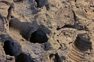 Fossile Crinoiden (Trochiten) aus dem Oberdevon, Makro