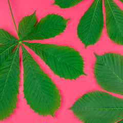 Pattern with fresh green chestnut leaves
