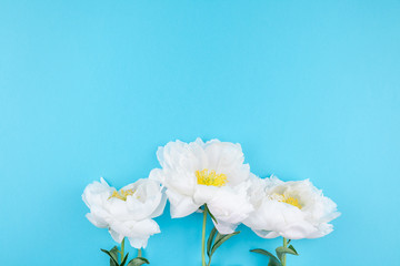 Blooming white peony flowers