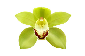 Green Cymbidium Orchid Flower Isolated on White Background