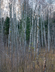 Obraz premium empty forest without leaves in autumn; a wet place where all the trees are dead and only trunks remain