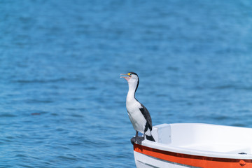 Australian pied cormorant