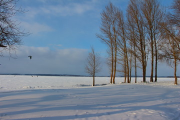 winter landscape with snowy trees and blue sky