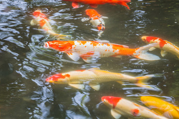 abstract blurred or soft focus of koi carp fish.