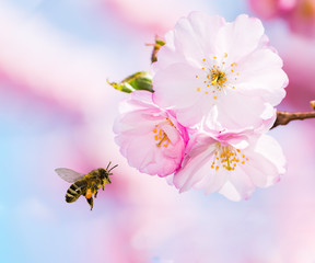 Bee flying to pink cherry blossoms