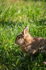 Brauner Hase hüpft fröhlich durch eine Wiese