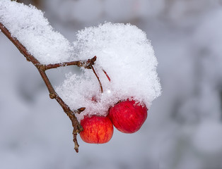 Ripe apples covered with snow