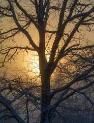 Winter, one tree contour in close-up on the yellow background of the sun in the mist