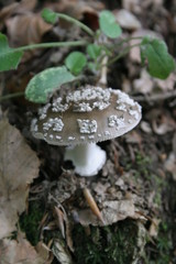 funghi2016