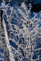 cold winter day and beautiful natural scenery, sunlit snow on raspberry stems; white and bluish in nature