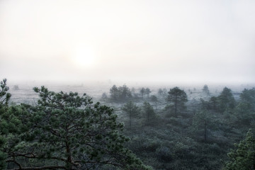 Obraz na płótnie Canvas foggy dawn in the swamp