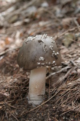 funghi2016