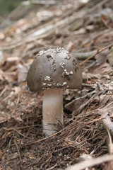 funghi2016