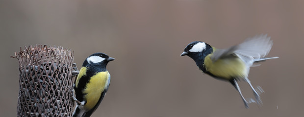 One Big tit flying to the feeder, on which another big tit sits ..