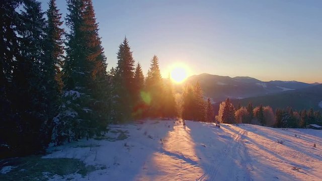 Flight over coniferous trees at dawn in the winter mountains, aerial view of Dawn in the winter mountains, Sunrise in winter Carpathian mountains, aerial view of snow winter trees at sunrise