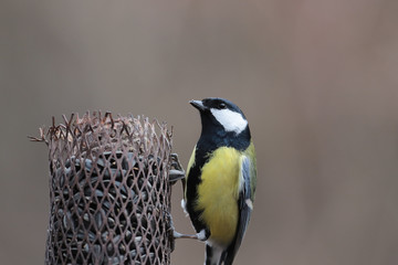 Tit sits on the feeder with seeds, on a brown blurred background