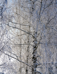 Cold winter day, snow cover all birch branches; birch close-up and two more birches in the background; lots of white birch branches