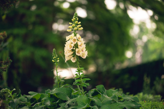 white foxglove flowers blooming in a garden