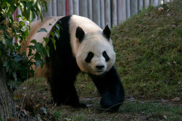 Fototapeta premium Panda Gigante Macho