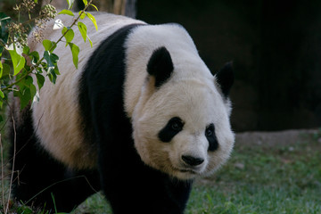 Obraz na płótnie Canvas Panda Gigante Macho