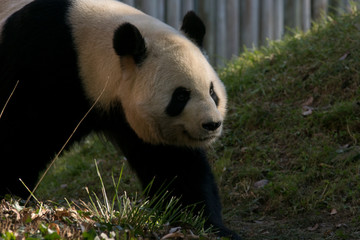 Obraz premium Panda Gigante Macho