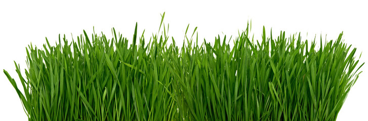 Wheat green grass isolated on white background