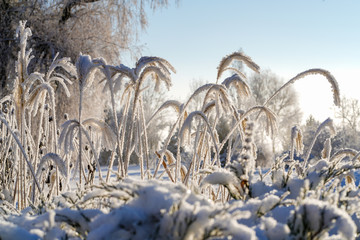 Close-up of frost on the bent, cold, sunny winter day, all the earth, and plants covered with snow;
