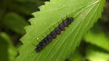 Caterpillar of European peacock's butterfly on the leaf of nettle.