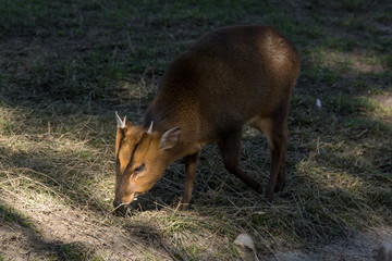 Muntiacus - Muntjac (macho) 
