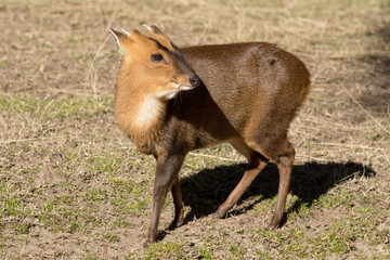 Muntiacus - Muntjac (macho) 