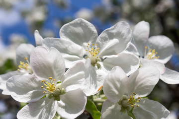 Apple tree blossoms and blue sky in background.