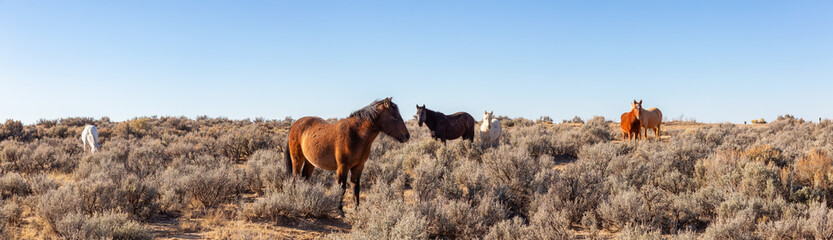 Beautiful group of Wild Horses in the desert of New Mexico, United States of America.