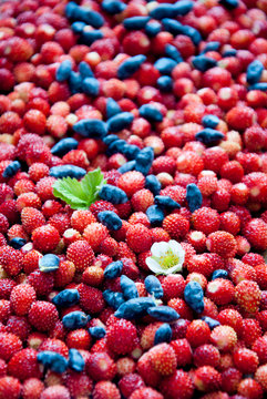 Wild strawberries and Blue Honeysuckle Berries