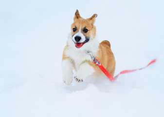 Portrait of a funny little red-haired puppy Corgi walks in deep white snowdrifts in winter and deftly runs
