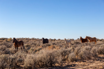 Beautiful group of Wild Horses in the desert of New Mexico, United States of America.