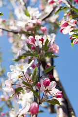 Obraz premium Apple Tree (Malus domestica) in spring garden