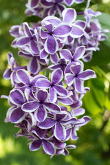 Syringa lilac blossom