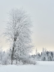 Frost covered tree