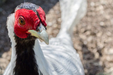 Pheasant. head of a live pheasant close-up in the wild. It lives in Asia and in the steppes of Eastern Europe. Photographed in the reserve, Ukraine, Kherson region.