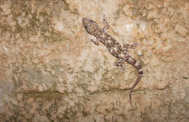 Gecko on the wall