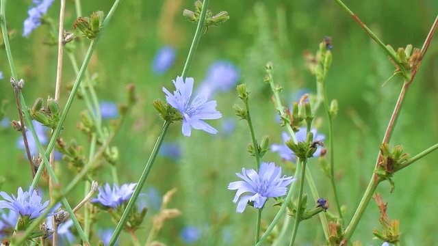 Blue flowers on natural background. Flower of wild chicory endive. Meadow grass. Cichorium intybus