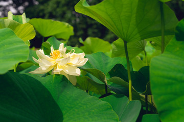 blooming sacred lotus flower. 